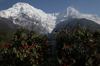 Annapurna South, Hiun Chuli a kvitnúce rododendrony v doline Modi Khola