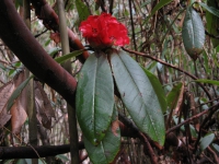 V rododendronovom pralese.
