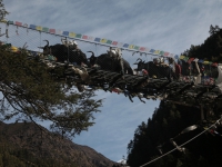 Yaky v údoli Solu Khumbu.