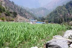 Zelené polia v Goa.